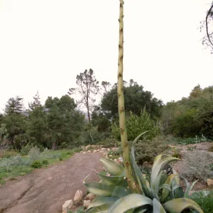 Agave sobria with tall inflorescence in Dudleya Display