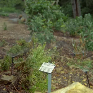 Arabis hoffmannii in Island Section, with public information label and irrigation heads