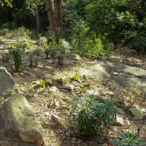 Island Section, rare plant display with Arabis hoffmannii