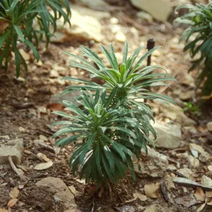 Island Section, rare plant display with Arabis hoffmannii