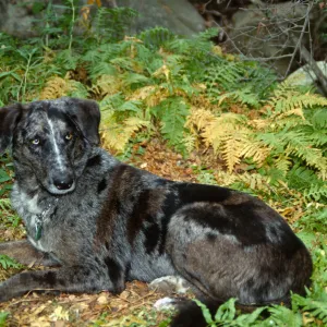 Dog laying in ferns