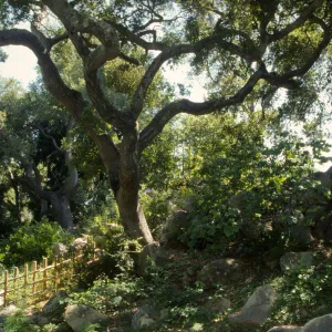 Tea House fence at the bottom of the Arroyo Section
