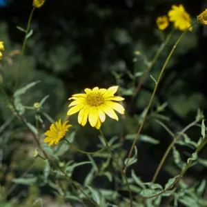 yellow sunflower