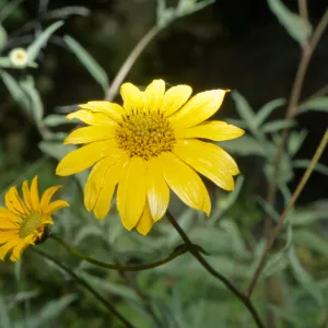 yellow sunflower