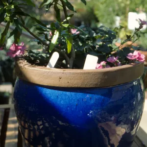 blue-glaze clay pot in the Garden Growers Nursery