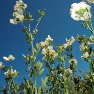 Matillija Poppies blooming in the Meadow