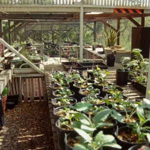 Garden Growers Nursery