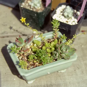 Garden Growers Succulent Dish Garden