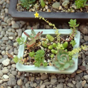 Garden Growers Dish Garden
