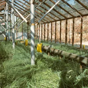 Horticulture Unit, Myrick lathe house