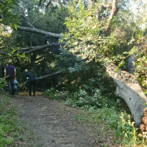 Uprooted tree, fell onto water well