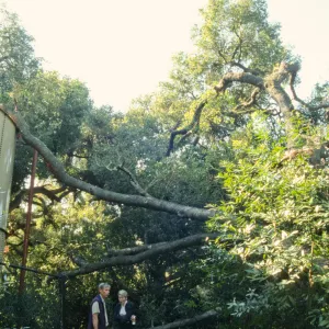 Uprooted tree, fell onto water well