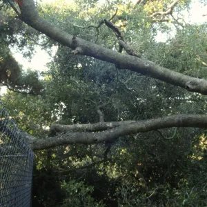 Uprooted tree, fell onto water well