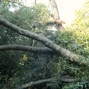 Uprooted tree, fell onto water well