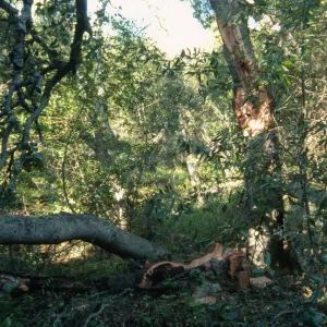 Uprooted tree, fell onto water well
