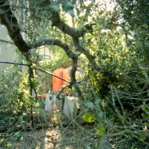 Uprooted tree, fell onto water well