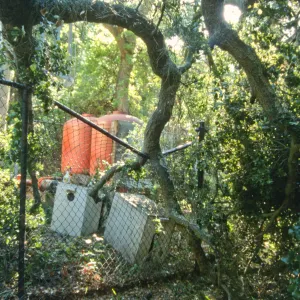 Uprooted tree, fell onto water well