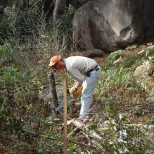 Tea House site prep
