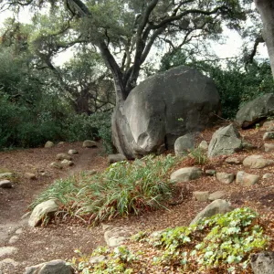 Tea House site prep