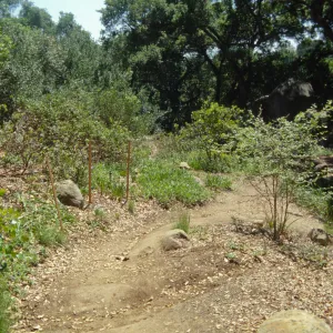 Tea House site prep