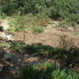 Tea House site prep
