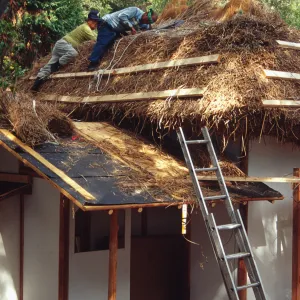 tea house construction installing thatched roof