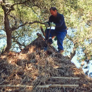 tea house construction trimming thatched roof