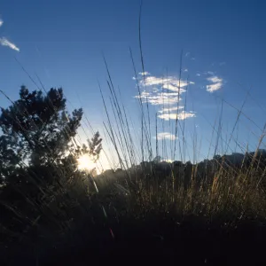 Santa Barbara Botanic Garden landscape