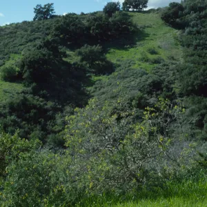 chaparral landscape