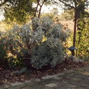 Entrance display, pavered path, potted plant