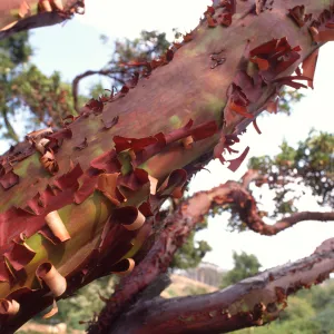 Cypress bark