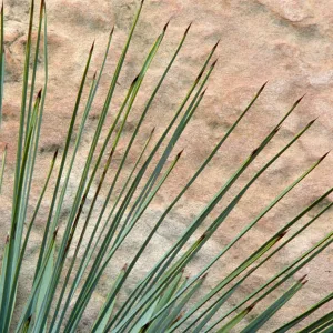 yucca leaves against sandstone boulder