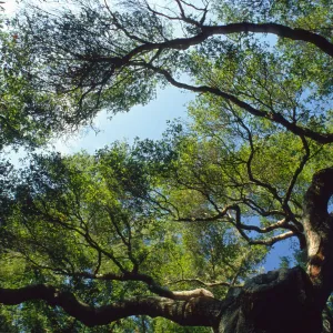 majestic oak (Coastal Live Oak) canopy with blue sky