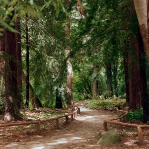 SBBG Redwood Section (Coast Redwood)