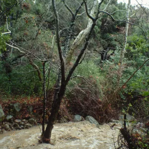 Mission Creek