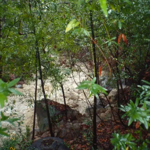 Mission Creek