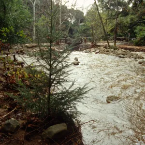 Misssion Creek Flood Stage, January 1995 Storm