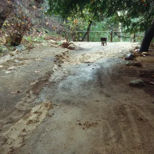 Trail erosion in the Redwood Section after heavy rains