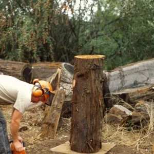 construction of redwood bench at SBBG, Dave Kershaw