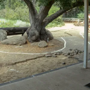 Reconstruction of entrance paths