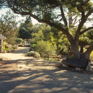 Path Paving