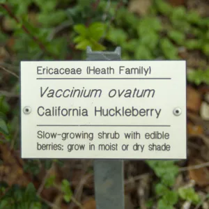 Vaccinium ovatum (California Huckleberry) public information label