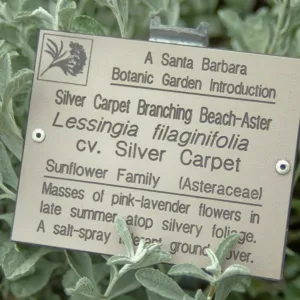 Lessingia filaginifolia cv Silver Carpet, public information label