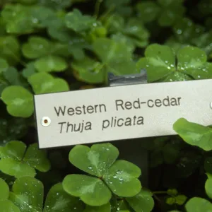 Thuja plicata (Western Red-cedar) public information label, Oxalis