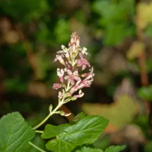 Ribes (Currant, Gooseberry )