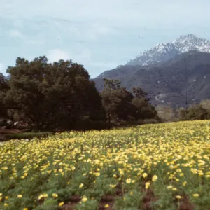 Coreopsis maritima in the Meadow
