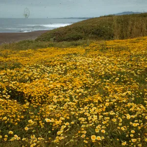 Cambria coastline, Lasthenia and Layia platyglossa (tidytips and goldfields)