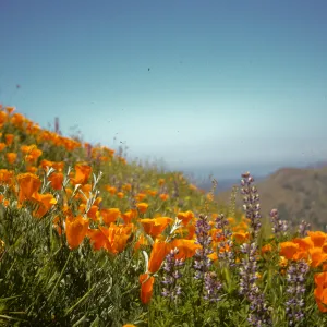 Hillside with poppies and lupine flowers, wildflower display