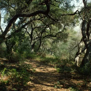 SBBG trail under oak canopy