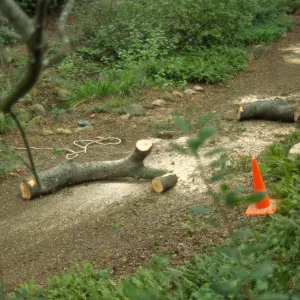 pruning of Coast live oak in the Arroyo